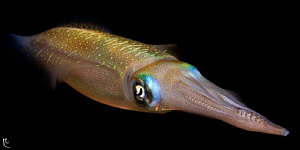 One more squid ;-) by Rico Besserdich 